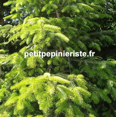 sapin de nordmann