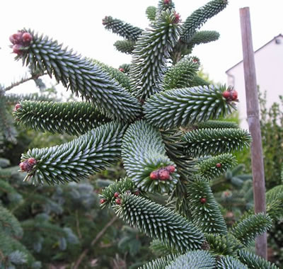 sapin numica pendula