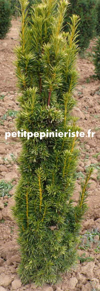 taxus baccata fastigiata aurea