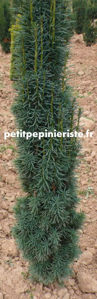 achat de taxus baccata fastigiata