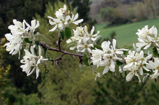 Amélanchier en fleur