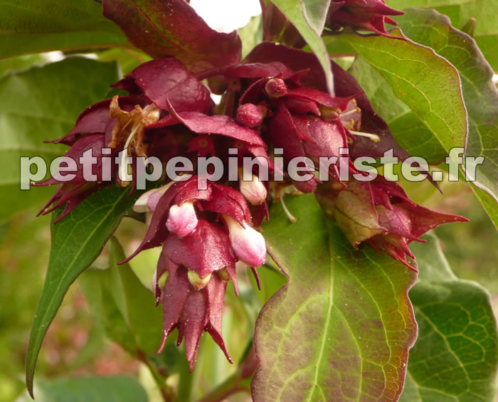 leycesteria formosa