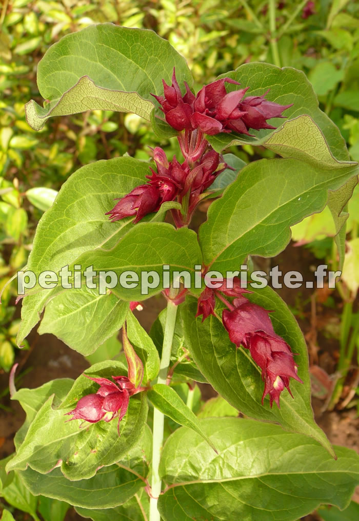 fleur de l'arbre aux faisans