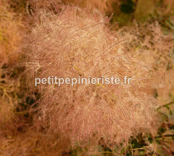 cotinus-coggygria