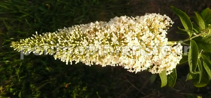 buddleia en vente