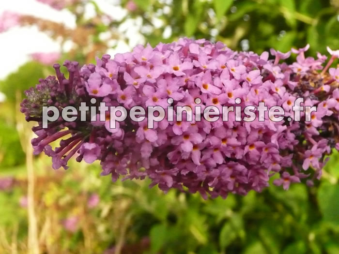 buddleia