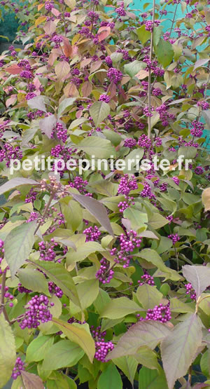 callicarpa bodinieri profusion