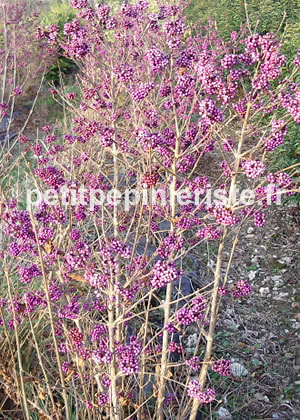 callicarpa bodinieri