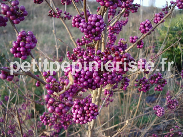 Callicarpa : Prix de vente ou achat