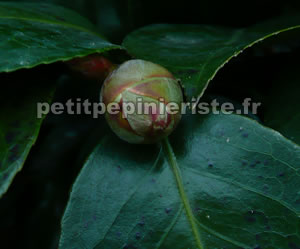 bouton de fleur du camelia