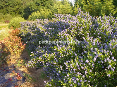 achat de ceanothus repens