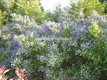 vente de ceanothus repens en culture