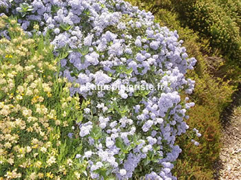 achat de ceanothus repens pour un massif