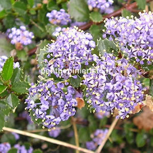 vente de ceanothus repens