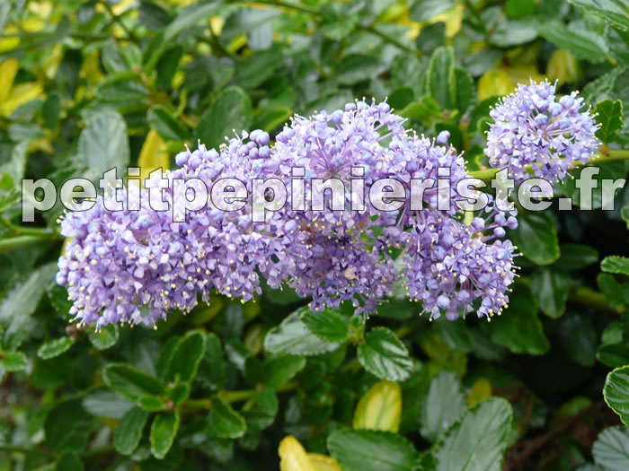 Ceanothus