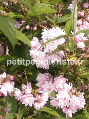 achat et vente de deutzia rose