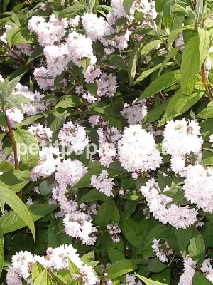 deutzia