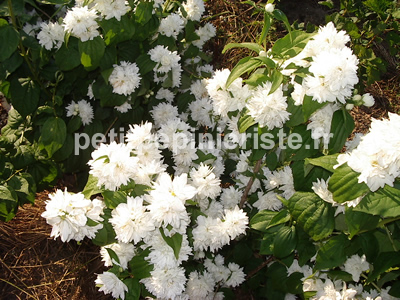 deutzia magnifica