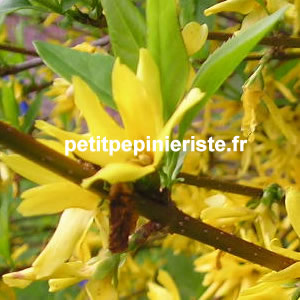 vente de forsythia