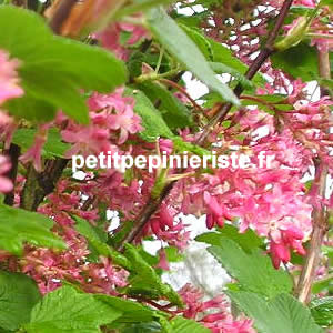 vente de groseillier fleur ou ribes