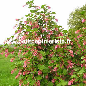 achat de groseillier fleur ou ribes