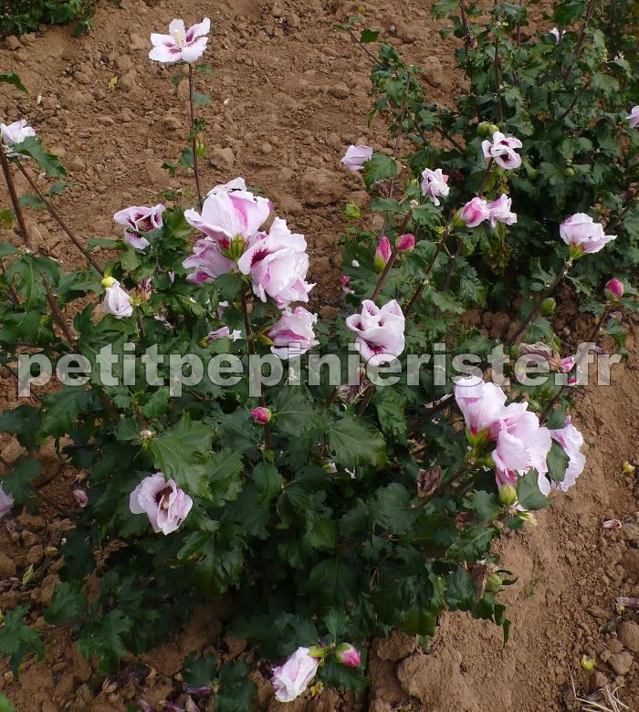 althea hibiscus fleurs simples