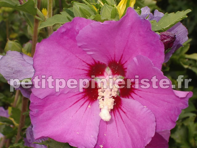 althea hibiscus purple