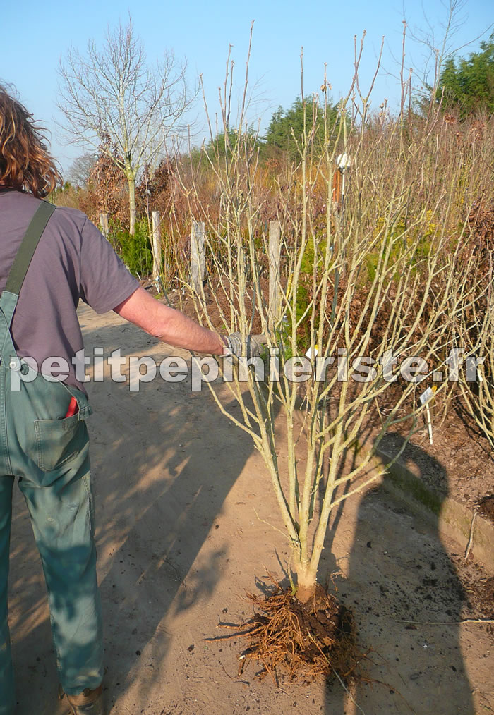 Althea en promotion