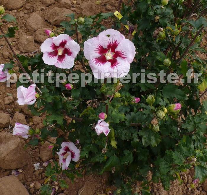 althea syriacus hamabo