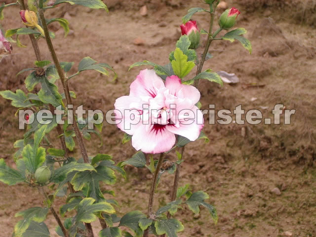 althea syriacus hibiscus