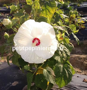 hibiscus