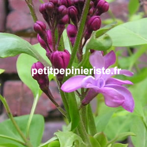vente de lilas