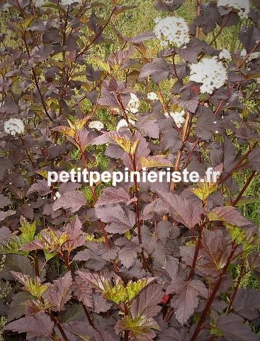 physocarpus diabolo