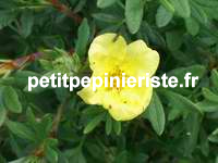 vente de potentille ou potentilla