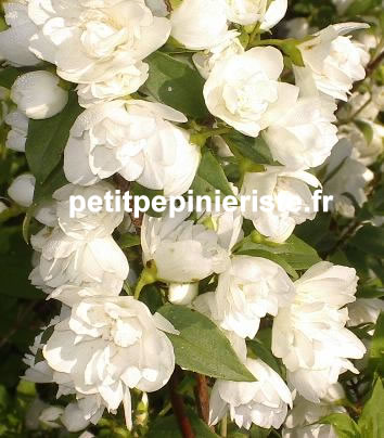 vente de phyladelphus double