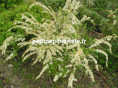 vente et achat de spirea arguta