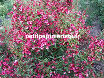 vente de weigelia rose