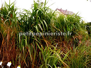 miscanthus floridus