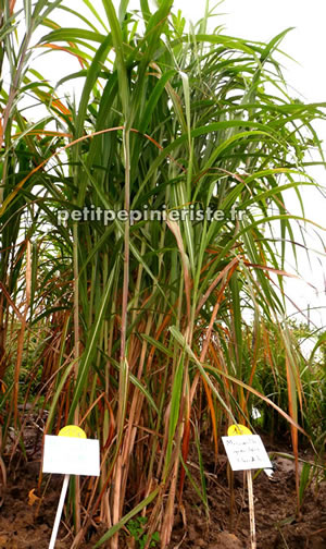 miscanthus giganteus