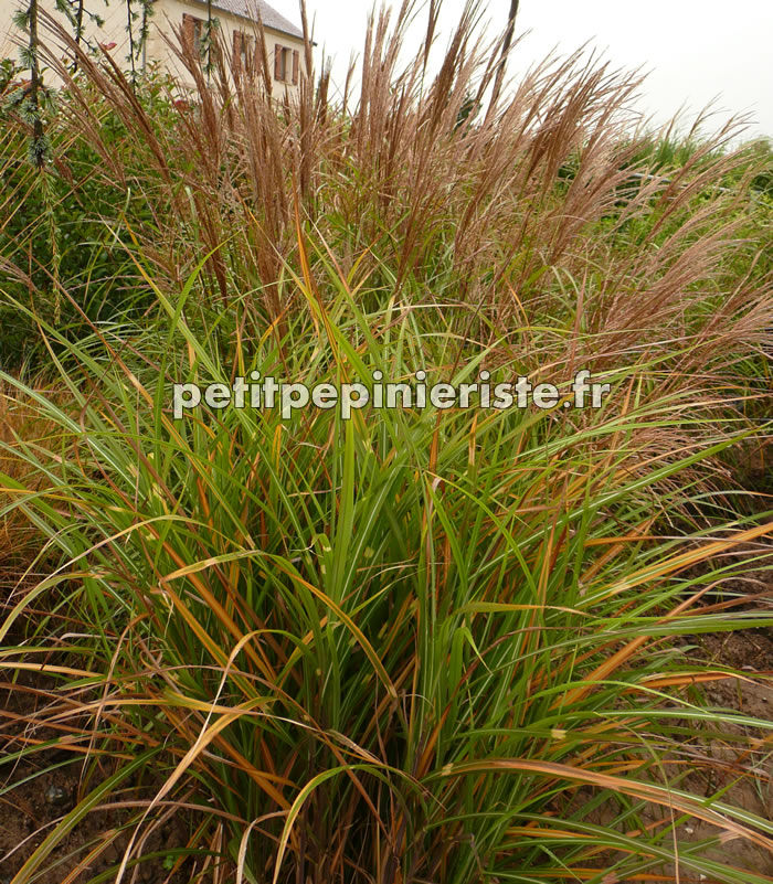 miscanthus sinensis en vente