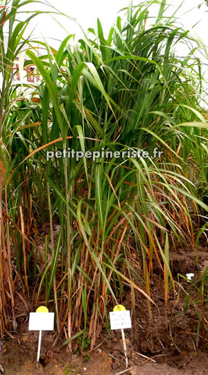 miscanthus