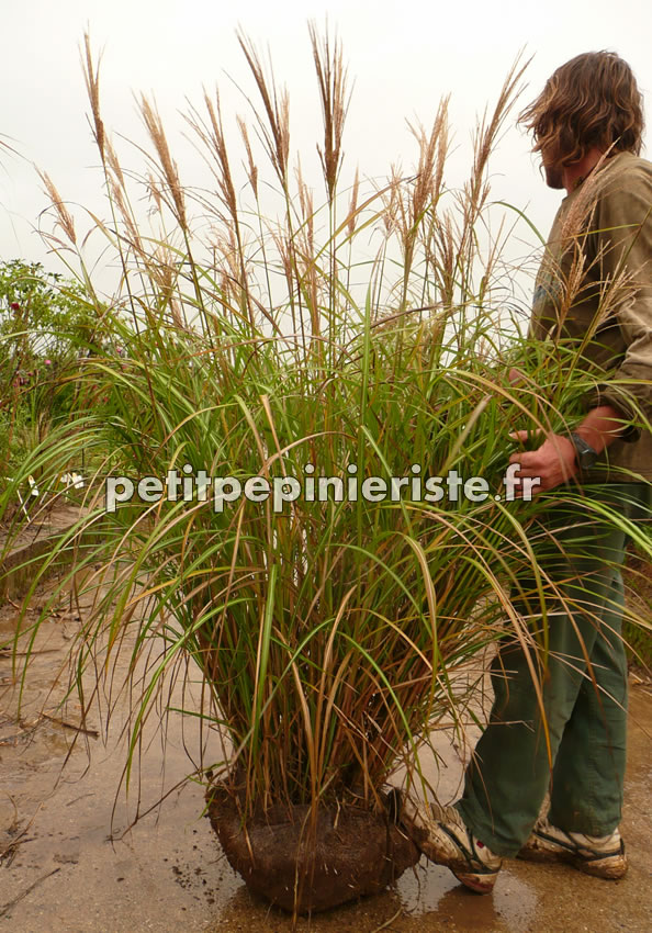 miscanthus sinensis