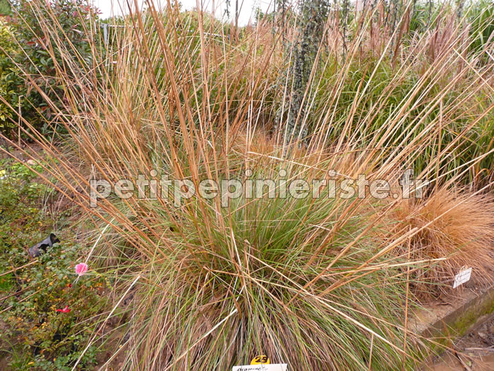 pennisetum