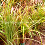 miscanthus sinensis en vente