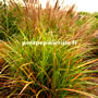 miscanthus sinensis en vente