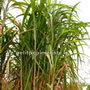 miscanthus en vente