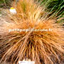 pennisetum naine en vente