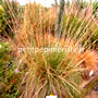 pennisetum en vente