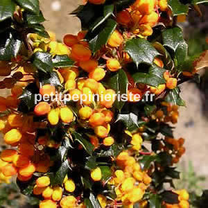 berberis