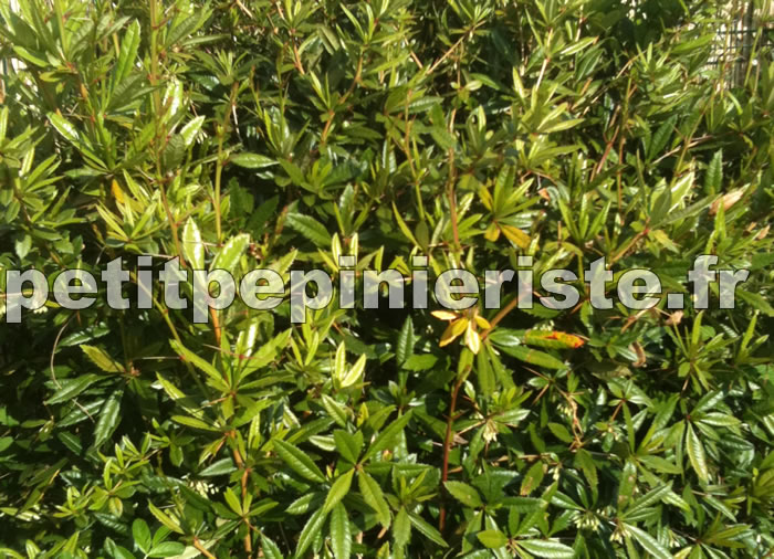 haie de berberis